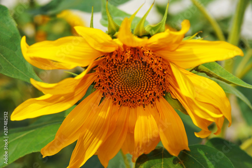 Sunflower  Helianthus  plant