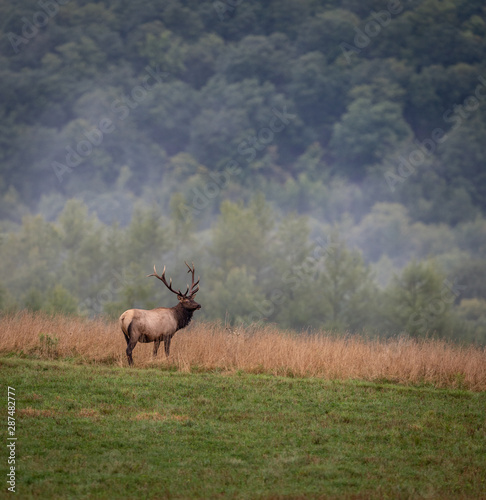 Bull Elk © Harry Collins