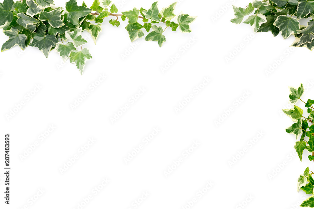 Botanical frame : Ivy on a white background.	