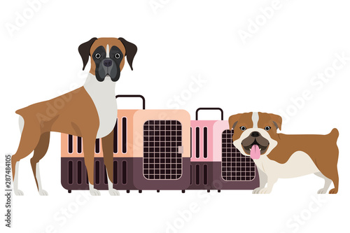 dogs and pet transport boxes on white background