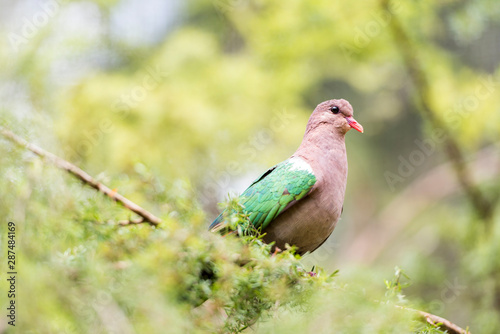 Emerald dove perching on a tree