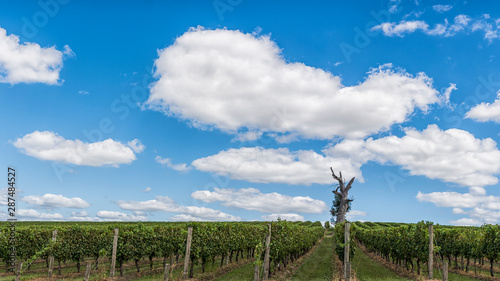 Vineyard rows in the day time.