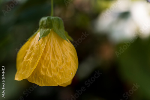 Yellow flower bud blooming.
