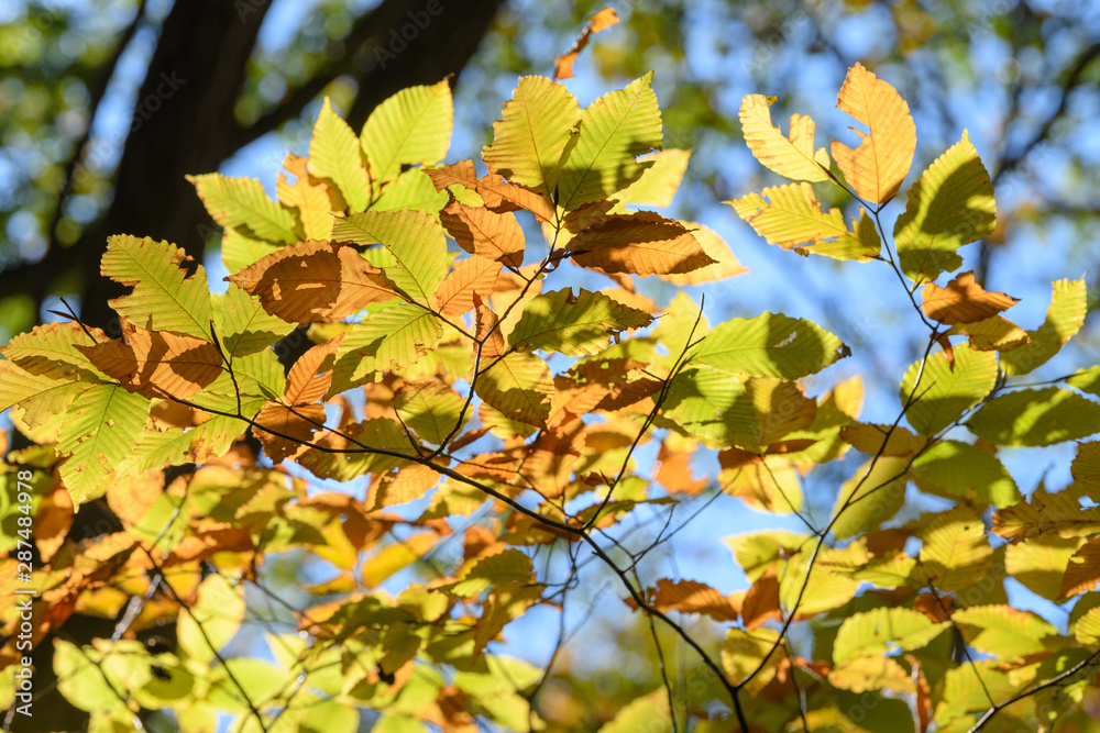 Obraz premium 裏妙義の森の紅葉