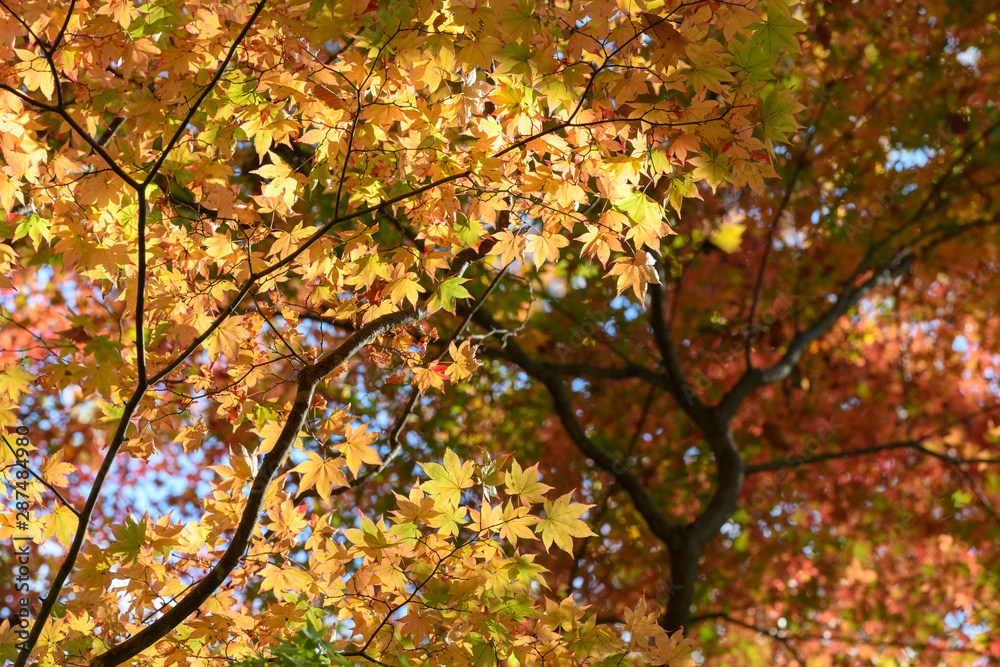 オオモミジの紅葉