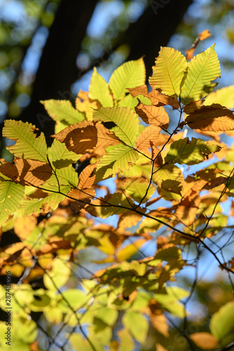 裏妙義の森の紅葉