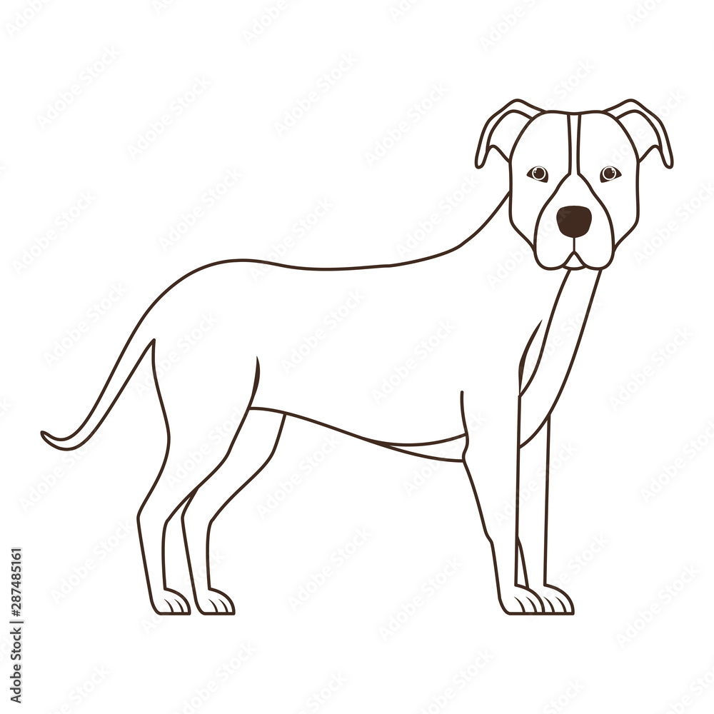 silhouette of cute pitbull dog on white background