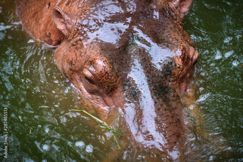 Hippopotamus, Hippo living ...