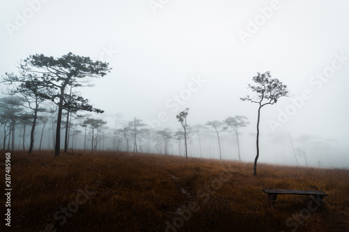 Pine trees and brown meadow with fog