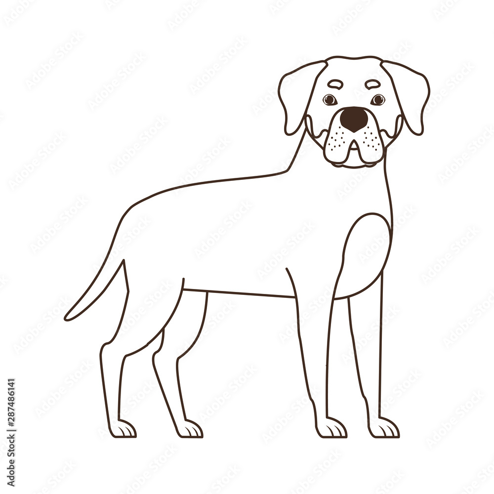 Fototapeta premium silhouette of cute rottweiler dog on white background