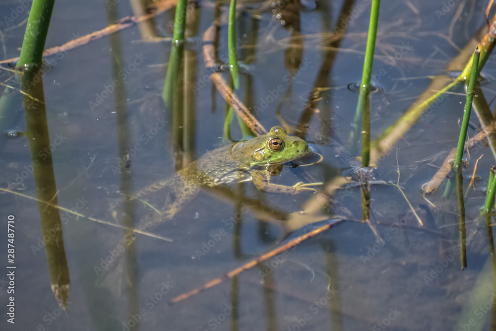 Fototapeta premium Bullfrog in a river among the reeds.
