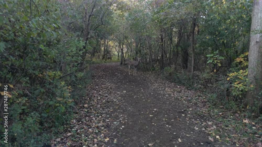 Deer Family Deer Family