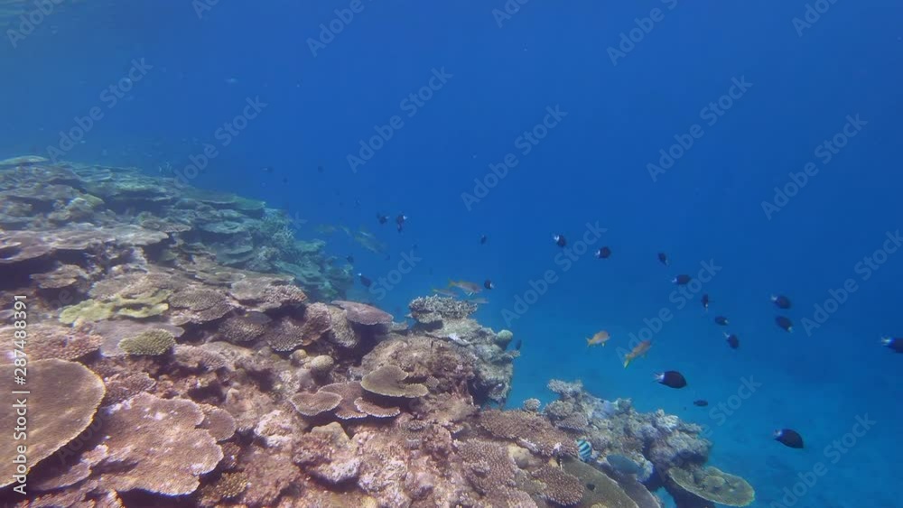 custom made wallpaper toronto digital加計呂麻島の海と空