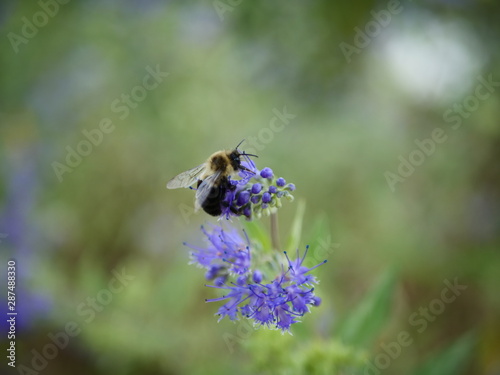 Bee on purple flower with bokeh leaf background
