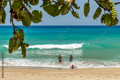 Bunches of green grape with leaves on tree branches growing at the sunny beach, relaxing panoramic oceanfront summer view, caribbean coastal landscape with sand and waves, Sosua, Puerto Plata, Dominic photo