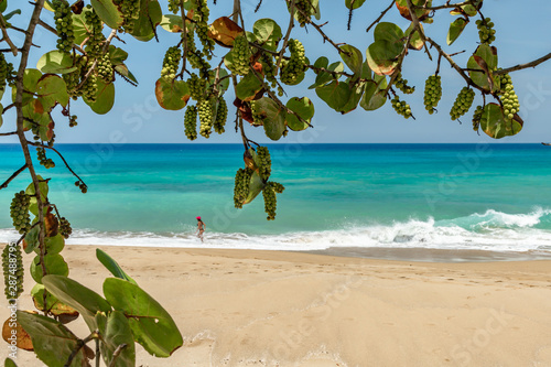 Bunches of green grape with leaves on tree branches growing at the sunny beach, relaxing panoramic oceanfront summer view, caribbean coastal landscape with sand and waves, Sosua, Puerto Plata, Dominic © oleksandra