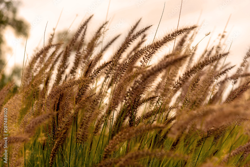 Crops, wheat, sunset in the field 