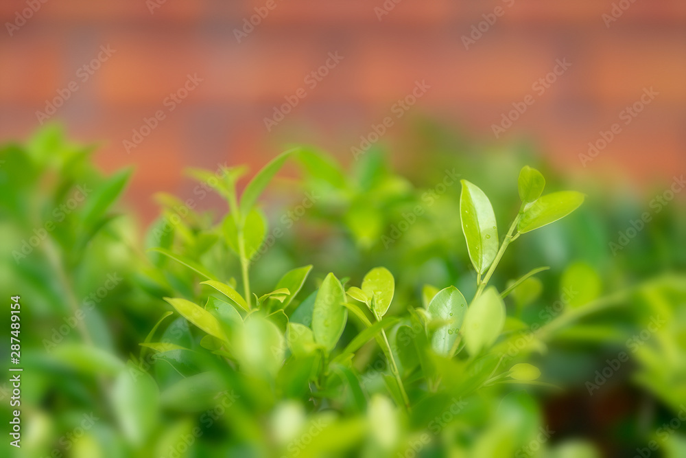 Nature leaf green in the garden.Concept organic leaves green and clean ecology in summer sunlight plants landscape Nature leaf green in the garden.Concept organic leaves green and clean ecology in summer sunlight plants landscape