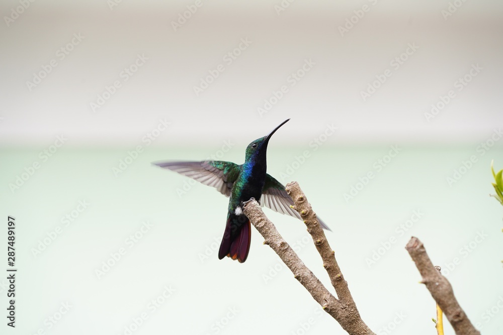Fototapeta premium Beija-Flor Colibri Azul sentado no galho da árvore sozinho