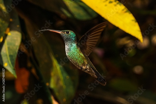 Fotografie Lindo Beija-Flor Colibri verde voando