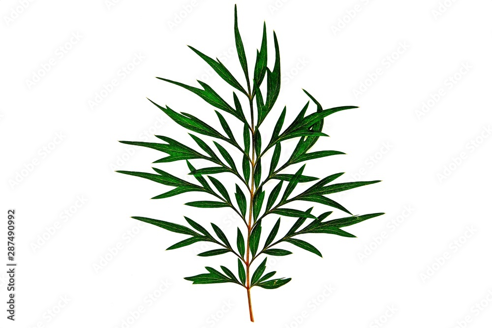 Fototapeta premium Southern Silky Oak, Silky-oak, or Australian Silver-oak, Grevillea robusta green leaf isolate on white background.