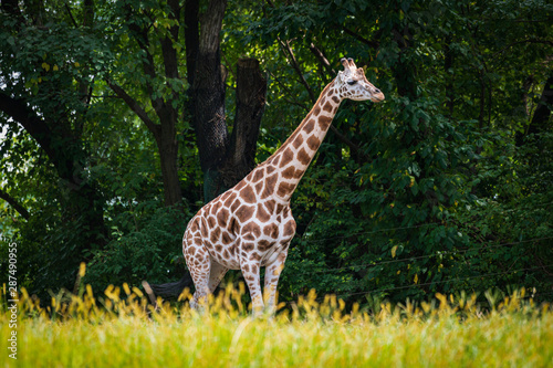 Canvas Print giraffe in yhe zoo