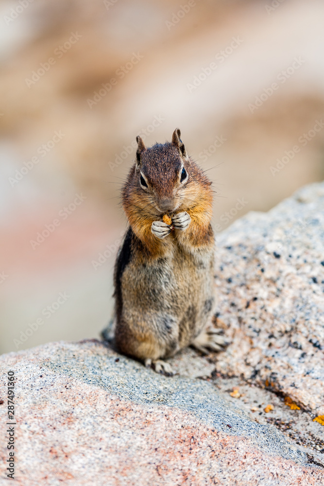 Portrait of a Chipmunk Standing Up and Eating Portrait of a Chipmunk Standing Up and Eating