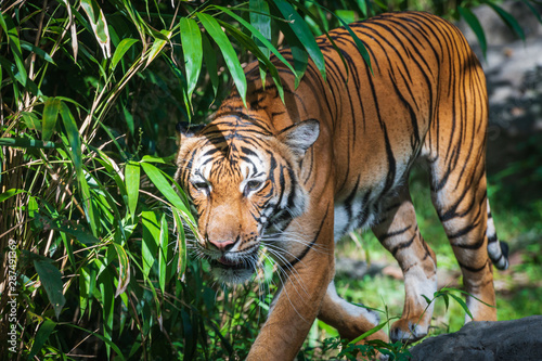 tiger in zoo