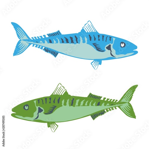 barracuda fish in the sea vector logo and illustration