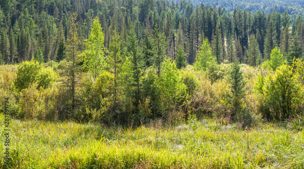 Fototapeta premium Forest edge and mountain taiga