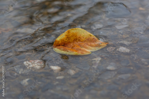 Golden autumn leaves floating in autumn water outdoors