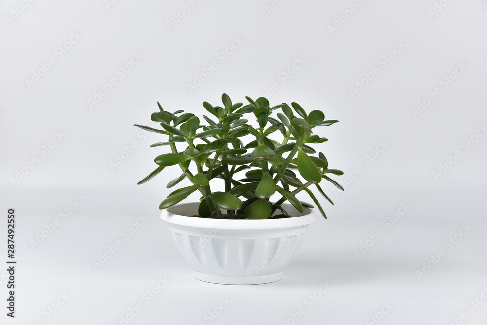 Succulent houseplant Crassula in a pot on white background Succulent houseplant Crassula in a pot on white background