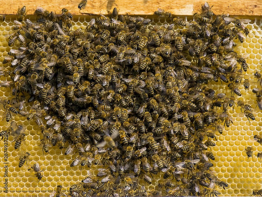 Many bees flew to the honeycomb. Insect bee collects honey. Beekeeping.. Many bees flew to the honeycomb. Insect bee collects honey. Beekeeping..