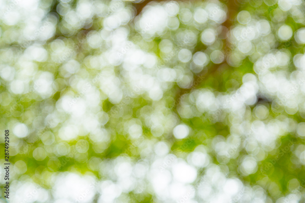 Green bokeh of tree nature