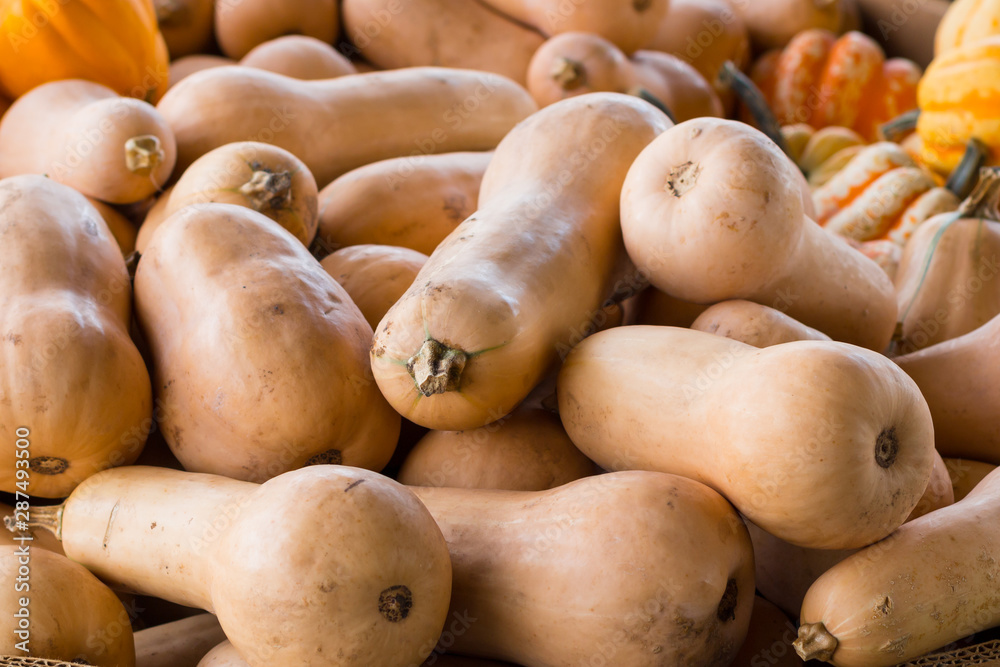 Butternut and carnival squash for sale in a market. Butternut and carnival squash for sale in a market.