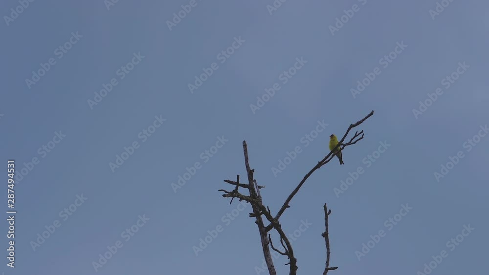 Yellow oriole on a leafless tree top, swaying in the breeze. 50 sec/24 fps. 40% original speed. Clip 2 Yellow oriole on a leafless tree top, swaying in the breeze. 50 sec/24 fps. 40% original speed. Clip 2