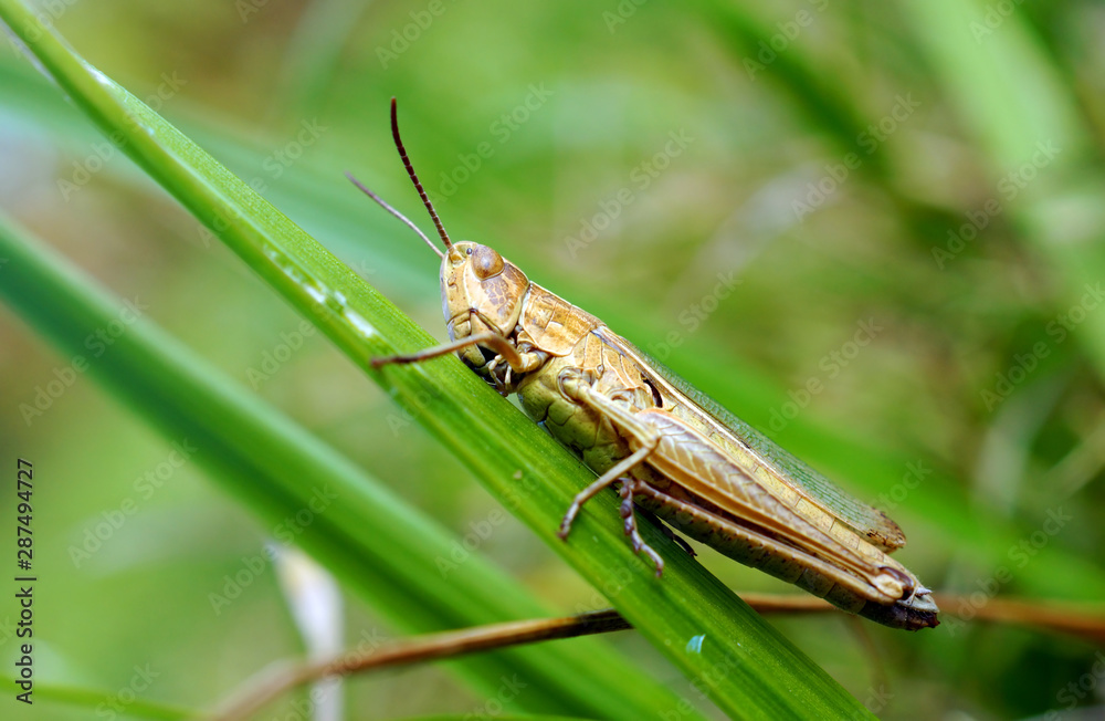 Meadow Grasshopper close up.