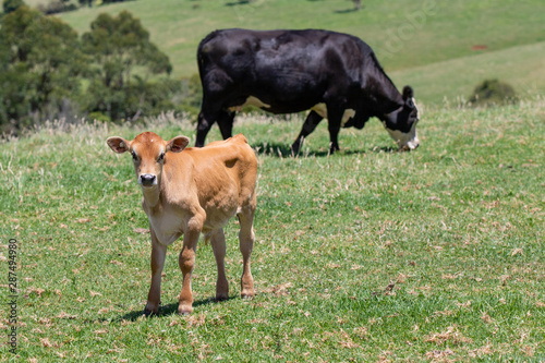 Cow 4