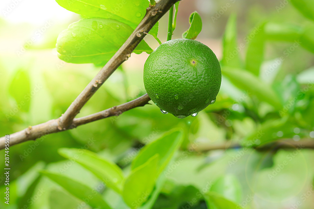 Closeup nature view of lemon with green leaf on blurred greenery background in garden. , Green nature background.