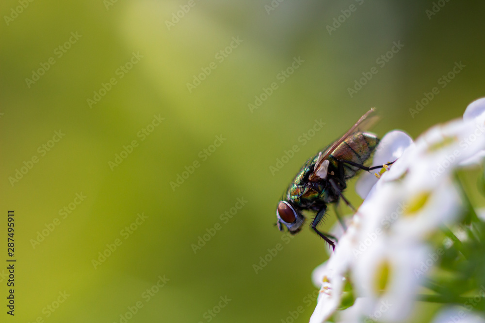 close up of a house fly on a white flower close up of a house fly on a white flower