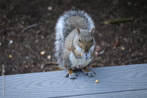 squirrel on deck