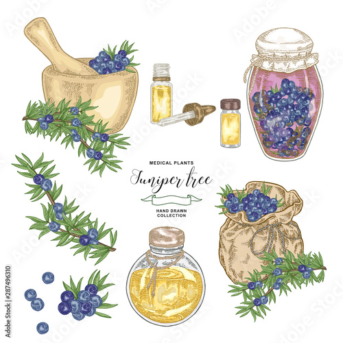 Juniper tree branch. Colorful berries of Juniper with glass bottles and jars. Hand drawn medical plants. Vector illustration botanical. Engraving style.