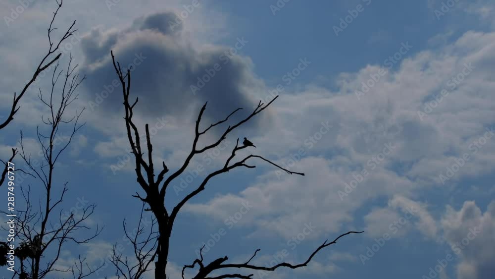 Silhouette of small bird perched on a leafless branch. 50 sec/ 24 fps. 40% original speed. Distant. Clip 2 Silhouette of small bird perched on a leafless branch. 50 sec/ 24 fps. 40% original speed. Distant. Clip 2