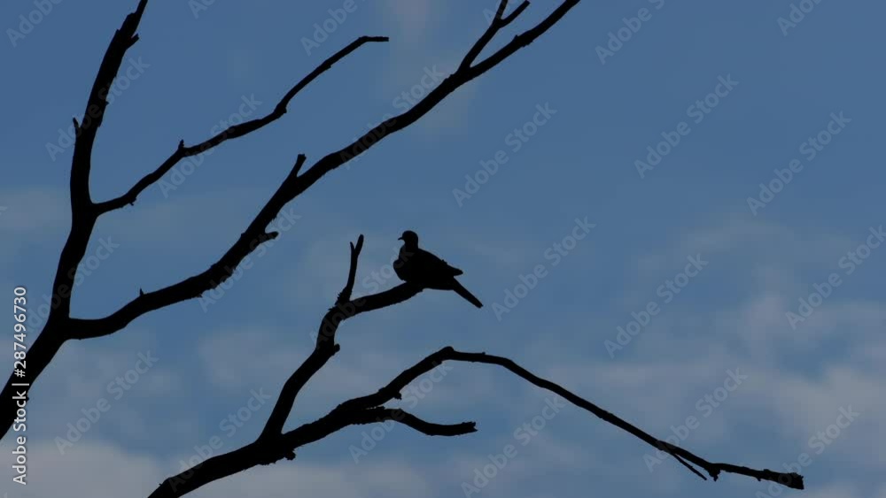 Silhouette of small bird perched on a leafless branch. 50 sec/ 24 fps. 40% original speed. Closeup. Clip 2 Silhouette of small bird perched on a leafless branch. 50 sec/ 24 fps. 40% original speed. Closeup. Clip 2