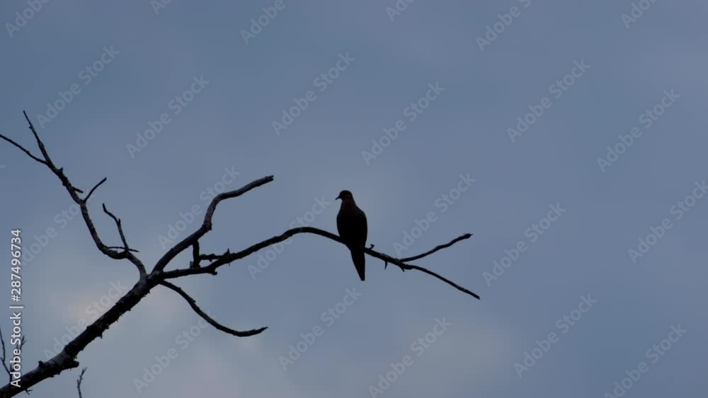 Silhouette of small bird perched on a leafless branch. 10 sec/ 60fps. Closeup. Clip 7 Silhouette of small bird perched on a leafless branch. 10 sec/ 60fps. Closeup. Clip 7