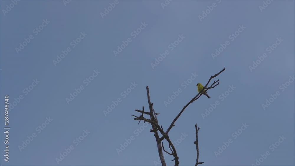 Yellow oriole on a leafless tree top, swaying in the breeze. 20 sec/60 fps. Clip 2 Yellow oriole on a leafless tree top, swaying in the breeze. 20 sec/60 fps. Clip 2