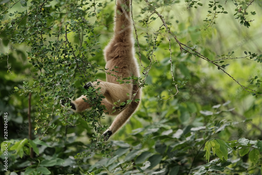 Obraz premium Close up Monkey 