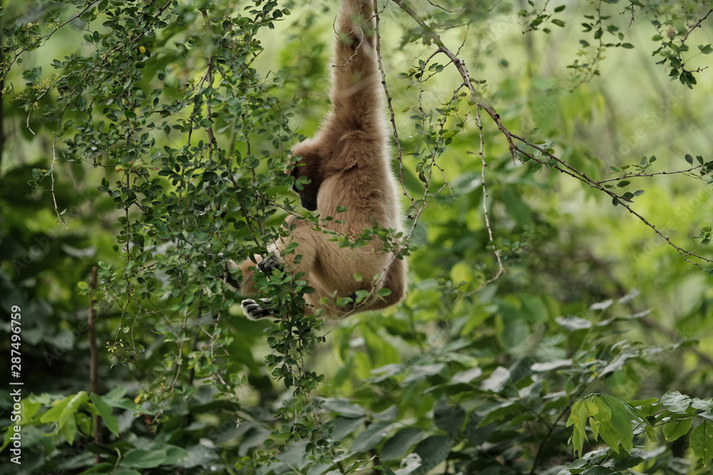 Naklejka premium Close up Monkey 