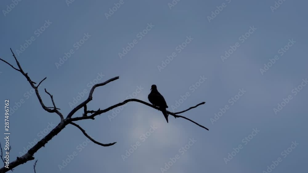 Silhouette of small bird perched on a leafless branch. 10 sec/ 60fps. Closeup. Clip 4 Silhouette of small bird perched on a leafless branch. 10 sec/ 60fps. Closeup. Clip 4