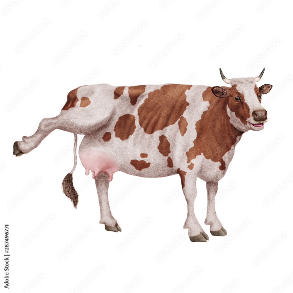 vache laitière, rigolote, invitation, offrir le lait, animal, marron et blanc, ferme, bétail, taureau, isolé, mollet, agriculture, mammifère, gazon, bétail, boeuf, vache laitière, lait, brun, alpage, 
